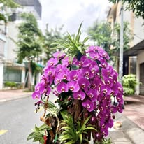 Chậu Lan Tím