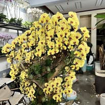 Chậu Lan Vàng