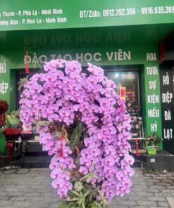 Chậu Lan Tím