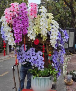 Hoa Lan Nhiều Màu Sắc