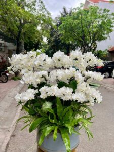 top 5 loài hoa hot hoa lan đẹp sang trọng 2026