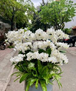 top 5 loài hoa hot hoa lan đẹp sang trọng 2026
