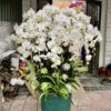 Kệ hoa khai trương bùng nổ